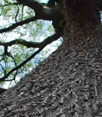 Evoluzione Grande Albero poesia pubblicata sul libro Squarci Vipal Antonio Gianfranco Gualdi