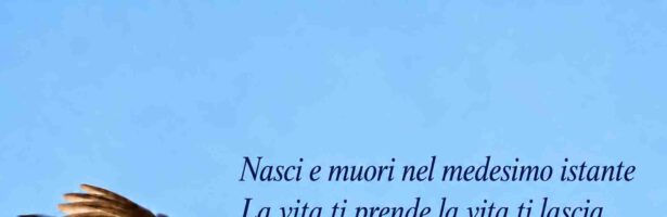 Senza titolo 24